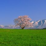岩手県・小岩井農場の一本桜が満開！訪れるべき理由と美しさ